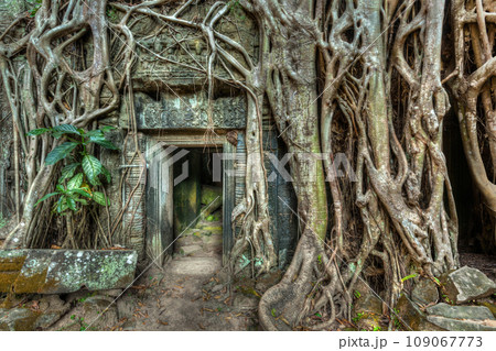 Travel Cambodia concept background - ancient stone door and tree roots, Ta Prohm temple ruins, Angkor, Cambodia 109067773
