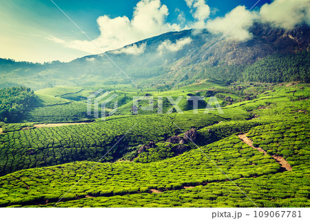 Vintage retro hipster style travel image of Kerala India travel background - green tea plantations in Munnar, Kerala, India - tourist attraction Vintage retro hipster style travel image of Kerala India travel background - green tea plantations in Munnar, Kerala, India - tourist attraction 109067781