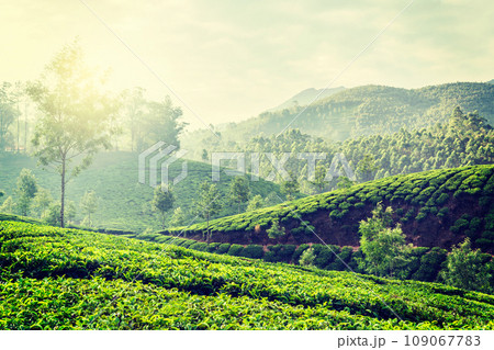 Vintage retro hipster style travel image of Kerala India travel background - green tea plantations in Munnar, Kerala, India in the morning on sunrise Vintage retro hipster style travel image of Kerala India travel background - green tea plantations in Munnar, Kerala, India in the morning on sunrise 109067783