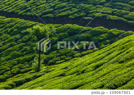 Kerala India travel background - tree in green tea plantations in Munnar, Kerala, India - tourist attraction Kerala India travel background - tree in green tea plantations in Munnar, Kerala, India - tourist attraction 109067801