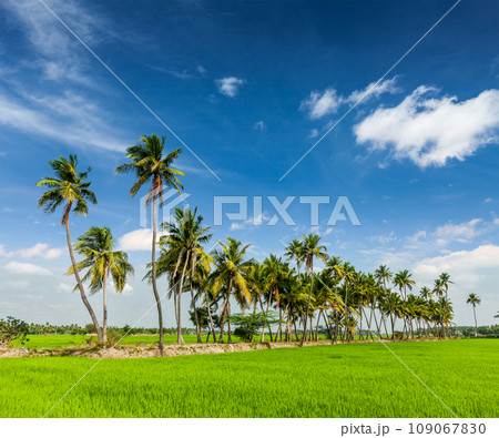 Rural Indian scene - rice paddy field and palms. Tamil Nadu, India Rural Indian scene - rice paddy field and palms. Tamil Nadu, India 109067830