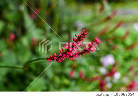 八ヶ岳山麓の里山のオオケタデの花 109068054