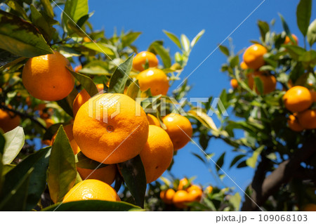 青空の下でたわわに実ったミカン　b-1 背景ぼかし 109068103