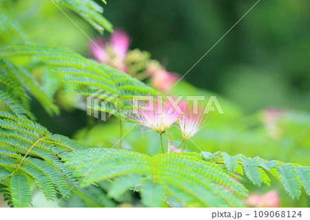 ネムノキの花 ネムノキの花 109068124
