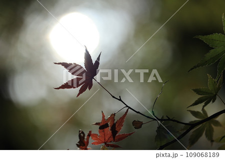 黒バックに浮かぶもみじ 109068189