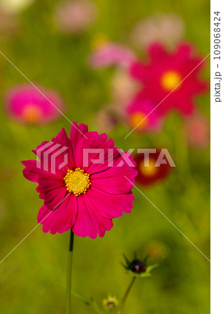 家の周りの草花 四季の色々 花畑 秋の爽やかな風 妖艶な深紅花びら 赤いコスモス 家の周りの草花 四季の色々 花畑 秋の爽やかな風 妖艶な深紅花びら 赤いコスモス 109068424
