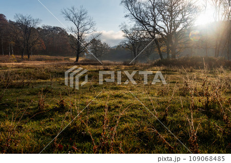 草原の夜明け 109068485