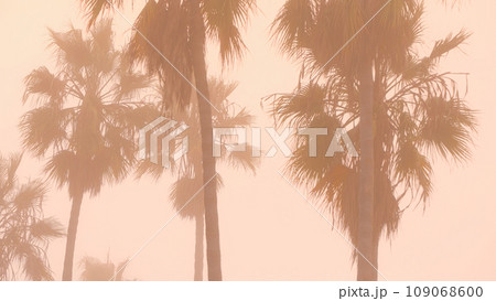 Palm Trees at Venice Beach and Ocean Front Walk on a foggy day Palm Trees at Venice Beach and Ocean Front Walk on a foggy day 109068600