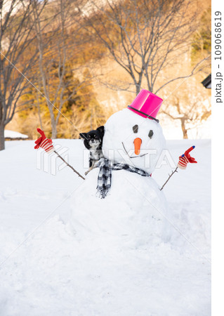 雪だるまから顔を出すブラックタンのチワワ 雪だるまから顔を出すブラックタンのチワワ 109068619