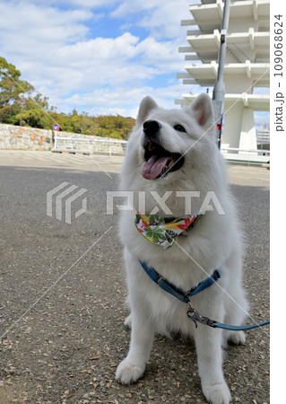 大きな公園でわんこを記念撮影 109068624