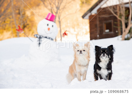2頭の白黒チワワと遠くにいる雪だるまの様子 109068675