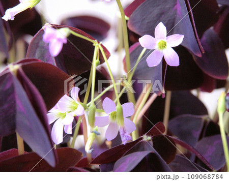 Kitchenクニの出窓にあったオキザリス・トリアングラリスの鉢　熊本県阿蘇市内牧 109068784