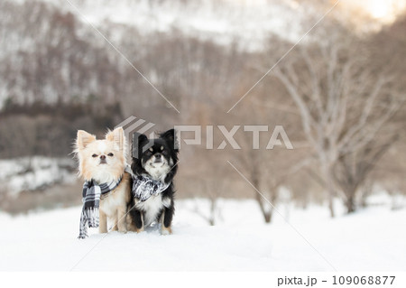雪の上で2頭のチワワがマフラーをして並んでいる様子 109068877