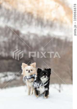 雪の上で2頭のチワワがマフラーをして並んでいる様子 雪の上で2頭のチワワがマフラーをして並んでいる様子 109068878