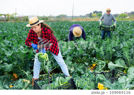 Woman farmer harvesting broccoli at a vegetable farm Woman farmer harvesting broccoli at a vegetable farm 109069116