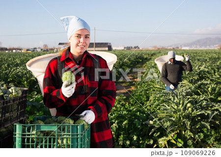Woman harvesting ripe artichoke buds in basket 109069226
