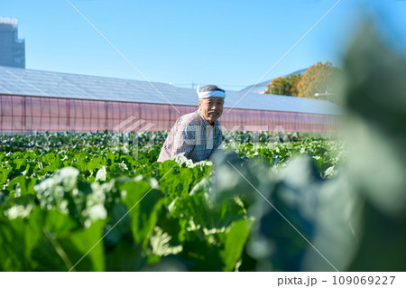 畑で農作業する男性 109069227