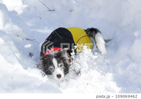雪の滑り台で遊ぶ洋服を着たボーダーコリー 109069462