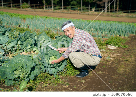 キャベツを収穫する男性 109070066