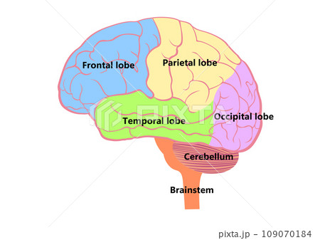 脳の構造と名称 脳の構造と名称 109070184