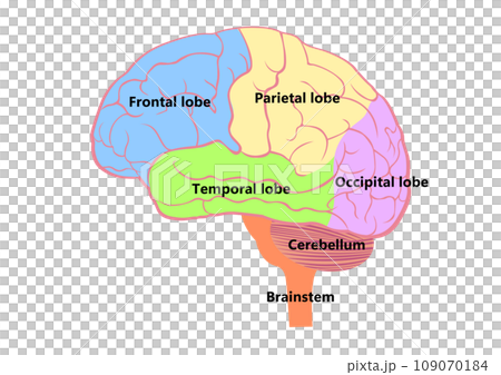 脳の構造と名称 脳の構造と名称 109070184