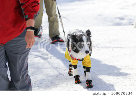 雪の中を飼い主と一緒に歩く靴を履いたボーダーコリー 109070234