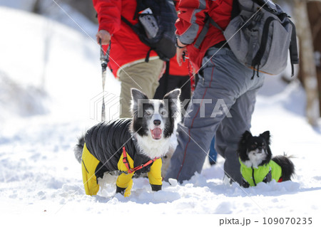 雪の中を飼い主と一緒に歩く靴を履いたボーダーコリー 109070235