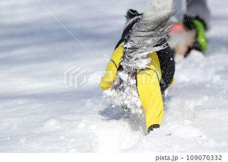 ボーダーコリーが足の毛に雪玉をたくさんついて歩いている様子 ボーダーコリーが足の毛に雪玉をたくさんついて歩いている様子 109070332
