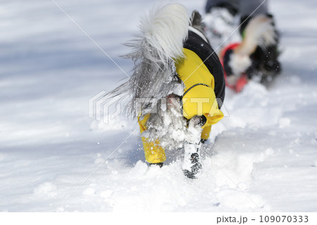 ボーダーコリーが足の毛に雪玉をたくさんついて歩いている様子 109070333