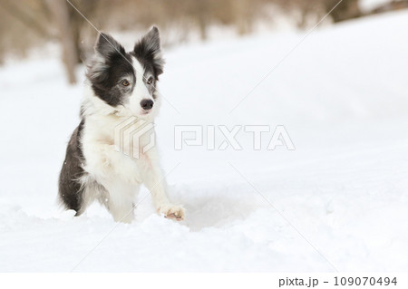 ボーダーコリーが雪の中を颯爽と走る様子 109070494