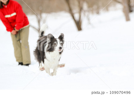 ボーダーコリーが雪の中を颯爽と走る様子 109070496