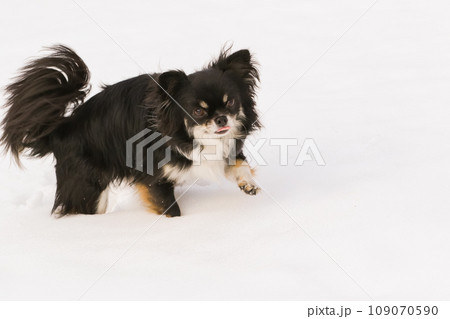 雪の中を一生懸命歩く小型犬のチワワ 109070590