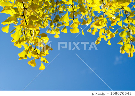 High angle view closeup yellow ginkgo leaves on the branches isolated on the blue sky background 109070643