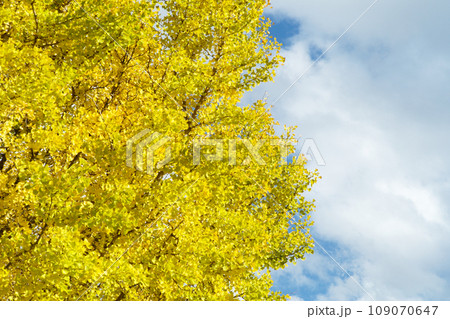 High angle view of ginkgo tree with full of yellow leaves on the branches High angle view of ginkgo tree with full of yellow leaves on the branches 109070647