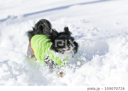 雪の中を楽しそうに歩く洋服を着たブラックタンのチワワ 109070726