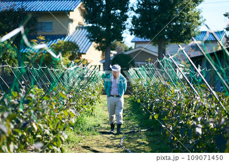 作物の生長を確認する男性 作物の生長を確認する男性 109071450