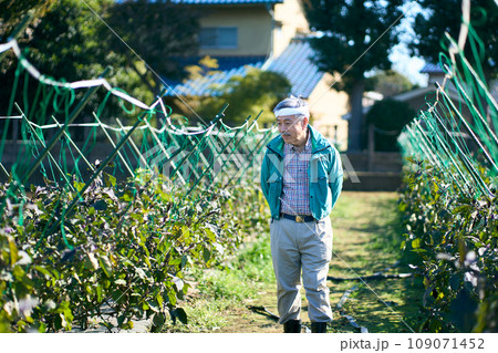 作物の生長を確認する男性 109071452