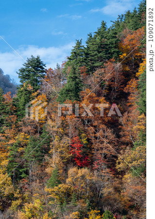 爽やかな秋の紅葉シーズンを迎えた世界遺産 五箇山 菅沼合掌造り集落の紅葉景色|富山県南砺市 爽やかな秋の紅葉シーズンを迎えた世界遺産 五箇山 菅沼合掌造り集落の紅葉景色|富山県南砺市 109071892