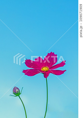家の周りの草花 四季の色々 コスモス畑 快晴の青空 青空に向かって咲くコスモス 家の周りの草花 四季の色々 コスモス畑 快晴の青空 青空に向かって咲くコスモス 109071909