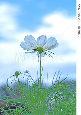 家の周りの草花 四季の色々 コスモス畑 快晴の青空 青空に向かって咲くコスモス 家の周りの草花 四季の色々 コスモス畑 快晴の青空 青空に向かって咲くコスモス 109071935