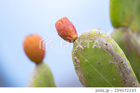 prickly pear prickly pear 109072285