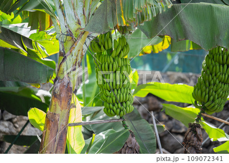 bunch of bananas growing in the Canary bunch of bananas growing in the Canary 109072341