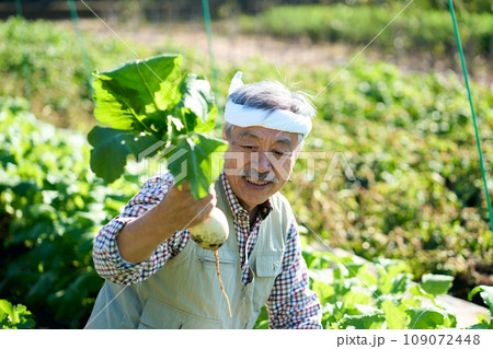 蕪の収穫をする男性 蕪の収穫をする男性 109072448