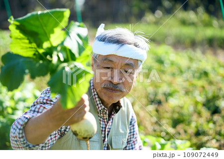 蕪の収穫をする男性 109072449