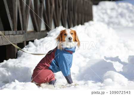 雪の上でお座りして待つ洋服を着たコーイケルホンディエの様子 雪の上でお座りして待つ洋服を着たコーイケルホンディエの様子 109072543