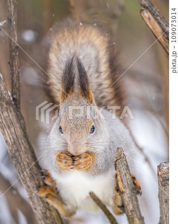 The squirrel with nut sits on tree in the winter or late autumn 109073014