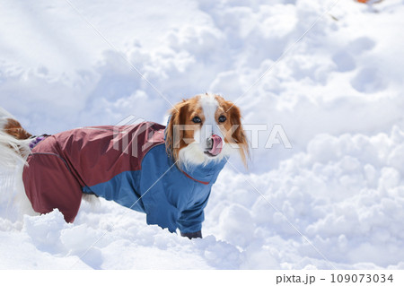 洋服を着たコーイケルホンディエが雪の上で遊んでいる様子 109073034