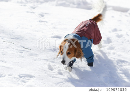 洋服を着たコーイケルホンディエが雪の上で遊んでいる様子 109073036