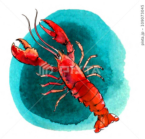 Lobster in water. Hand-drawn ink and watercolor sketch Lobster in water. Hand-drawn ink and watercolor sketch 109073045