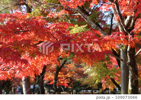 見頃を迎えた紅葉の遠近感 perspective scene of Momiji 109073066